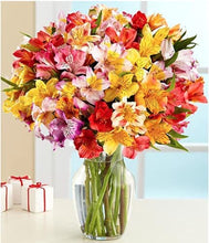 Load image into Gallery viewer, Alstroemeria Peruvian Lilies
