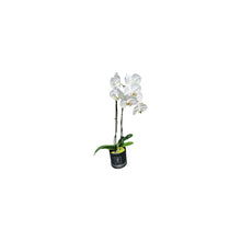 Load image into Gallery viewer, White Moth Orchids
