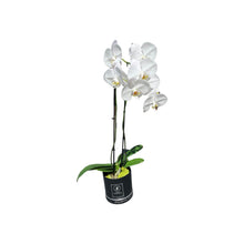 Load image into Gallery viewer, White Moth Orchids
