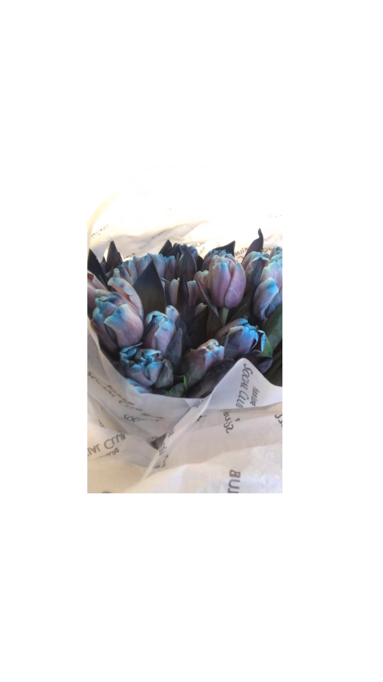 Blue Cherry Tulips (SOLD OUT)