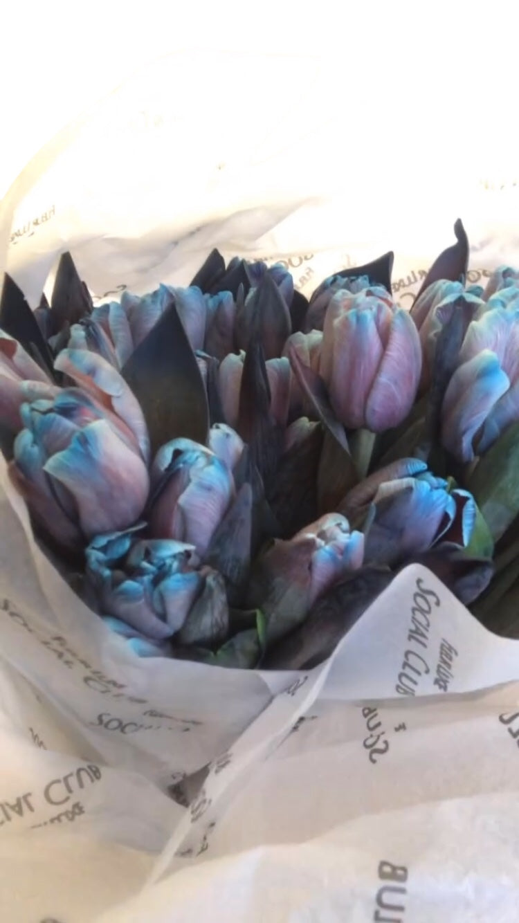 Blue Cherry Tulips (SOLD OUT)
