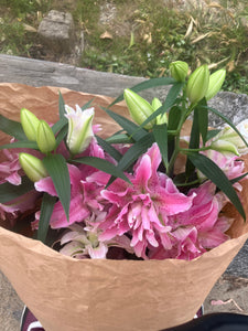 8-Inch Rose Lily Plant