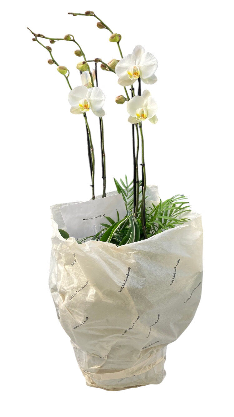 Louverture Ceramic Pot