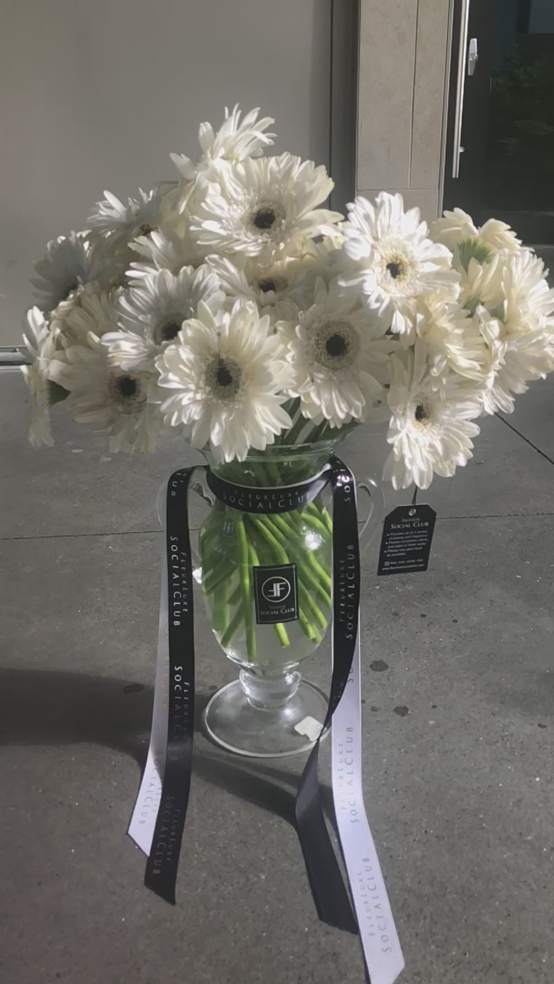 "Bone" White Gerbera Daisys