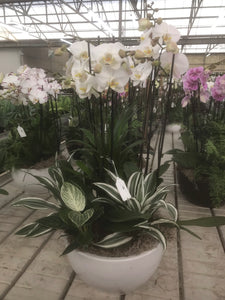 Ceramic Moth Orchid Planter