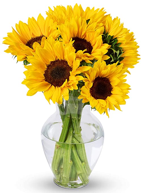Sunflower Melody